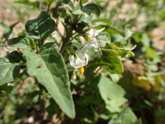 Solanum nigrum