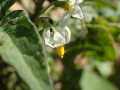 Solanum nigrum