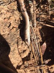 Psammophis brevirostris