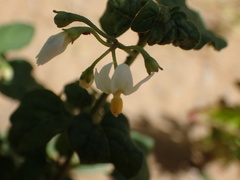 Solanum nigrum