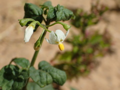 Solanum nigrum