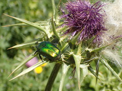 Cetoniina