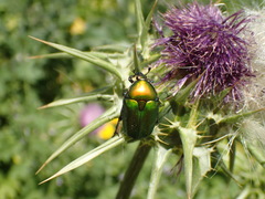 Cetoniina