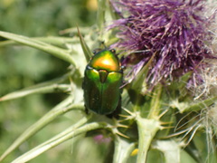 Cetoniina