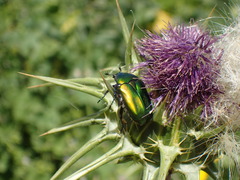 Cetoniina
