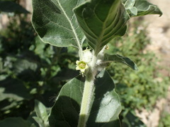 Withania somnifera