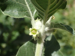 Withania somnifera