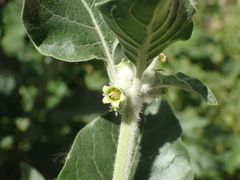 Withania somnifera