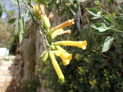 Nicotiana glauca