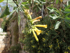 Nicotiana glauca