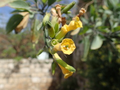 Nicotiana glauca