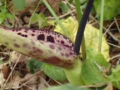 Arum dioscoridis