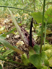 Arum dioscoridis