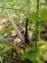Arum dioscoridis