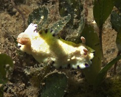 Goniobranchus aureopurpureus
