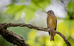 Muscicapa ferruginea