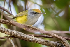 Phyllergates cucullatus