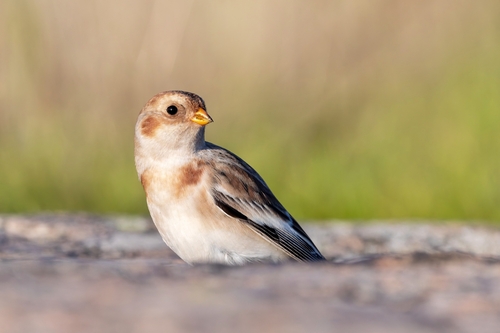 Escribano nival (Plectrophenax nivalis)