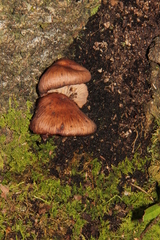 Melanoleuca yucatanensis