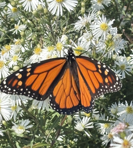Monarch Butterfly