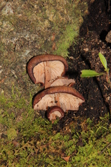 Melanoleuca yucatanensis