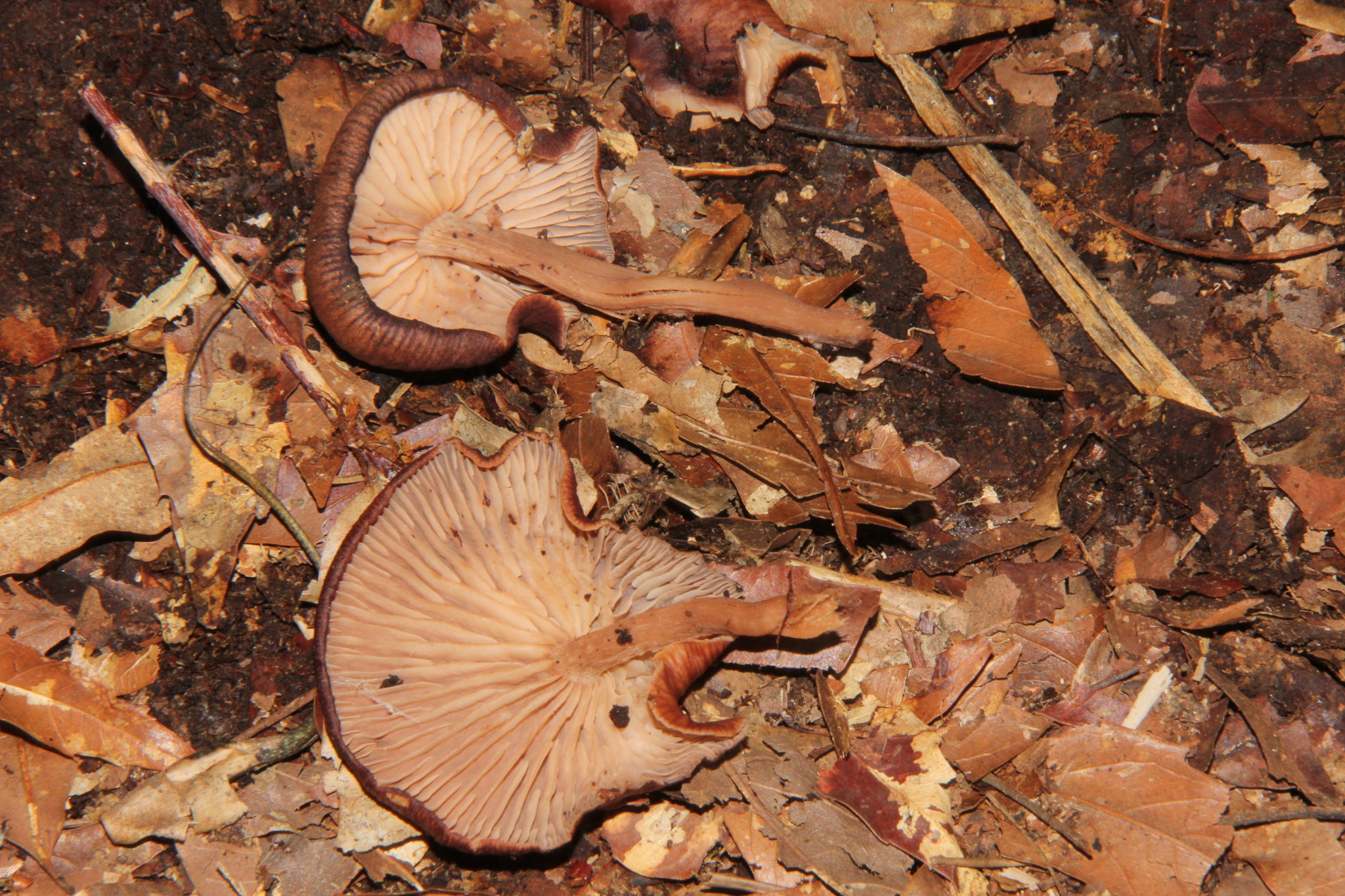 Melanoleuca yucatanensis image
