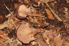 Melanoleuca yucatanensis