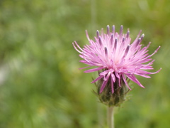 Carduus argentatus