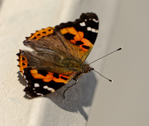 Indian Red Admiral