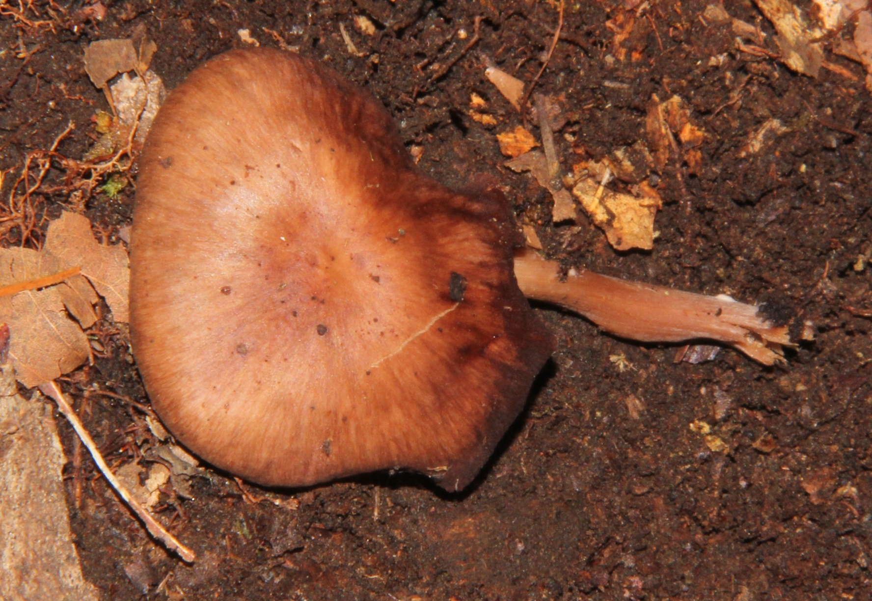 Melanoleuca yucatanensis image