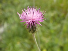 Carduus argentatus