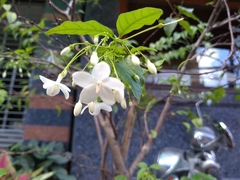 Wrightia religiosa
