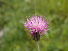 Carduus argentatus