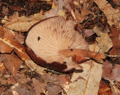 Melanoleuca yucatanensis