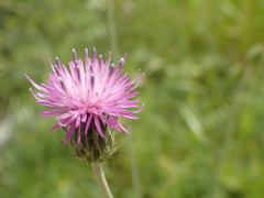 Carduus argentatus