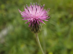 Carduus argentatus