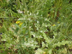 Carduus argentatus