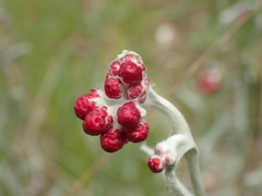 Helichrysum sanguineum