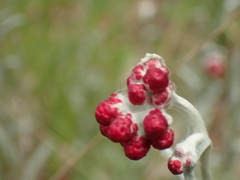 Helichrysum sanguineum