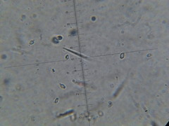 Melanoleuca yucatanensis