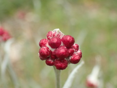 Helichrysum sanguineum