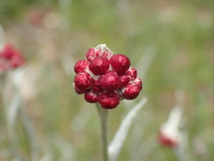 Helichrysum sanguineum