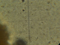 Melanoleuca yucatanensis
