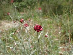 Helichrysum sanguineum
