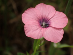 Linum pubescens