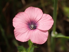 Linum pubescens