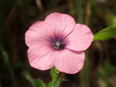 Linum pubescens