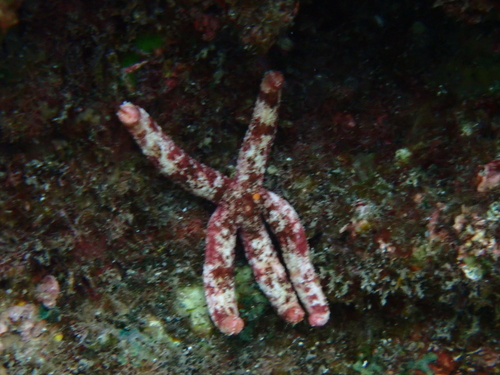 Ophidiaster hemprichi observed 2024-12-10
