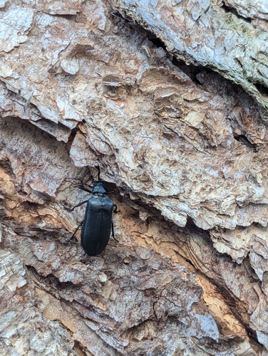 Cedar Beetle photo 5