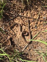 Psammophis brevirostris